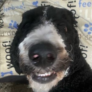 Meet your Posher, Shelby